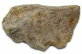 Fossil Ornithischian Dinosaur Bone Section - Montana #355116-1